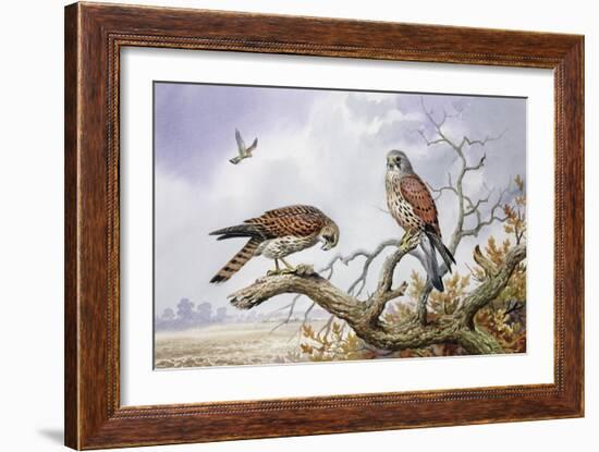 Pair of Kestrels-Carl Donner-Framed Giclee Print