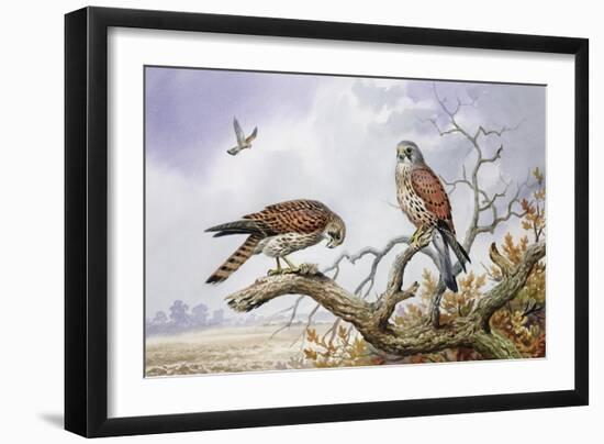 Pair of Kestrels-Carl Donner-Framed Giclee Print