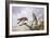 Pair of Kestrels-Carl Donner-Framed Giclee Print