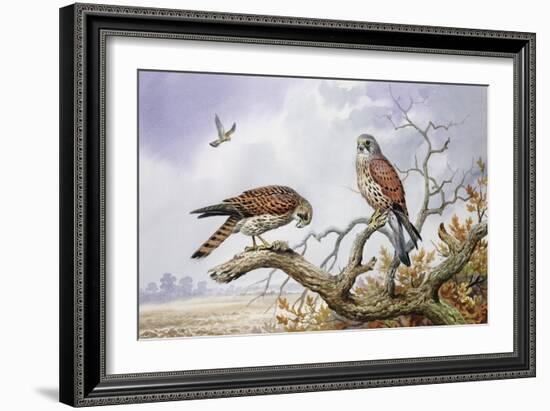 Pair of Kestrels-Carl Donner-Framed Giclee Print