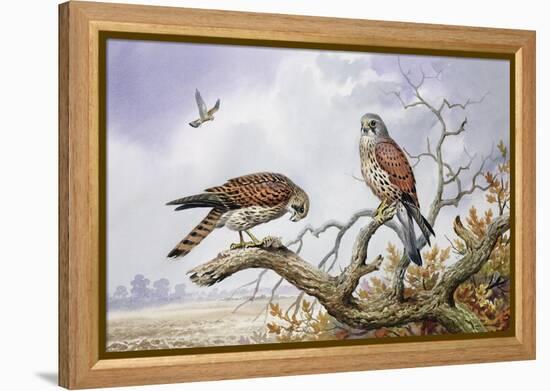 Pair of Kestrels-Carl Donner-Framed Premier Image Canvas