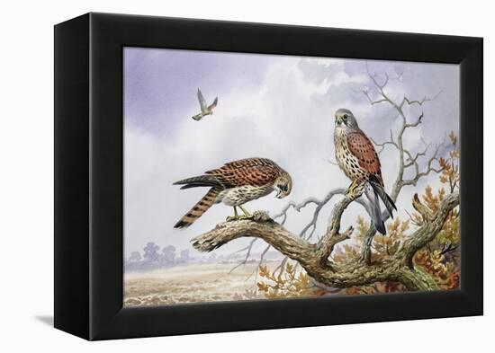 Pair of Kestrels-Carl Donner-Framed Premier Image Canvas