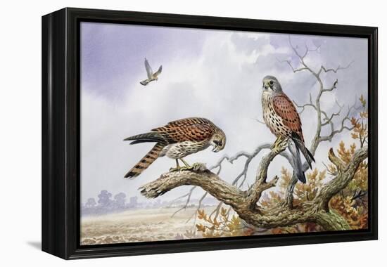 Pair of Kestrels-Carl Donner-Framed Premier Image Canvas