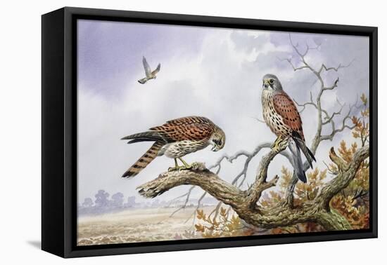 Pair of Kestrels-Carl Donner-Framed Premier Image Canvas