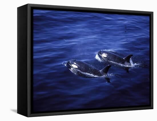 Pair of Killer Whales in the Indian Ocean-Mark Hannaford-Framed Premier Image Canvas