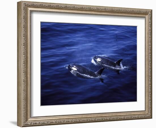 Pair of Killer Whales in the Indian Ocean-Mark Hannaford-Framed Photographic Print