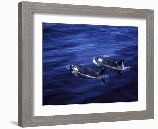 Pair of Killer Whales in the Indian Ocean-Mark Hannaford-Framed Photographic Print