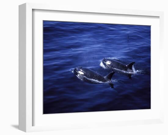 Pair of Killer Whales in the Indian Ocean-Mark Hannaford-Framed Photographic Print