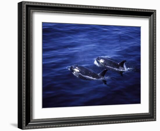 Pair of Killer Whales in the Indian Ocean-Mark Hannaford-Framed Photographic Print