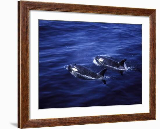 Pair of Killer Whales in the Indian Ocean-Mark Hannaford-Framed Photographic Print