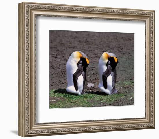 Pair Of King Penguins-null-Framed Art Print