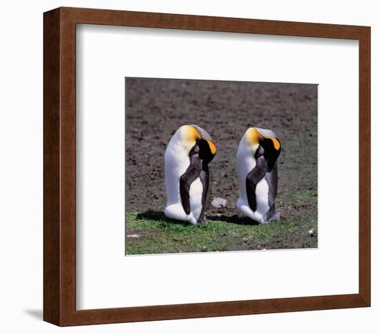 Pair Of King Penguins-null-Framed Art Print