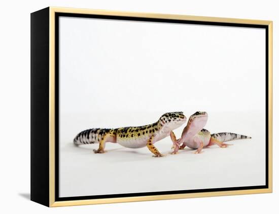 Pair of Leopard Geckos-Petra Wegner-Framed Premier Image Canvas