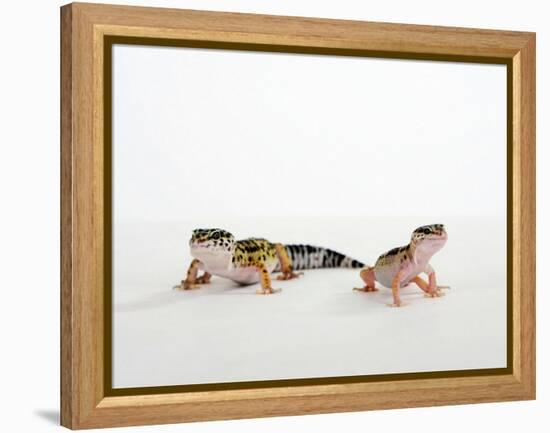 Pair of Leopard Geckos-Petra Wegner-Framed Premier Image Canvas