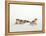 Pair of Leopard Geckos-Petra Wegner-Framed Premier Image Canvas