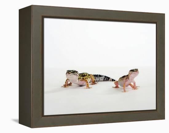 Pair of Leopard Geckos-Petra Wegner-Framed Premier Image Canvas