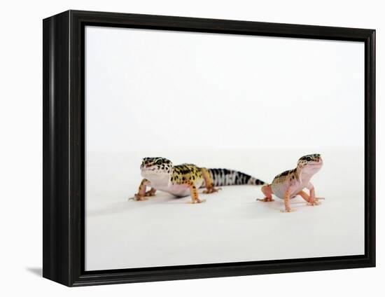 Pair of Leopard Geckos-Petra Wegner-Framed Premier Image Canvas