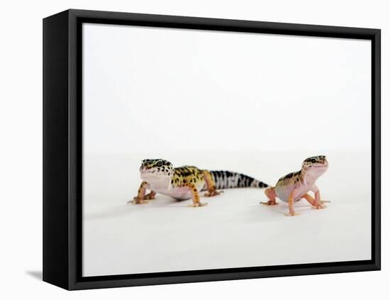 Pair of Leopard Geckos-Petra Wegner-Framed Premier Image Canvas