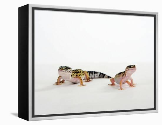 Pair of Leopard Geckos-Petra Wegner-Framed Premier Image Canvas