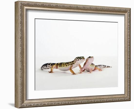 Pair of Leopard Geckos-Petra Wegner-Framed Photographic Print