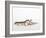 Pair of Leopard Geckos-Petra Wegner-Framed Photographic Print