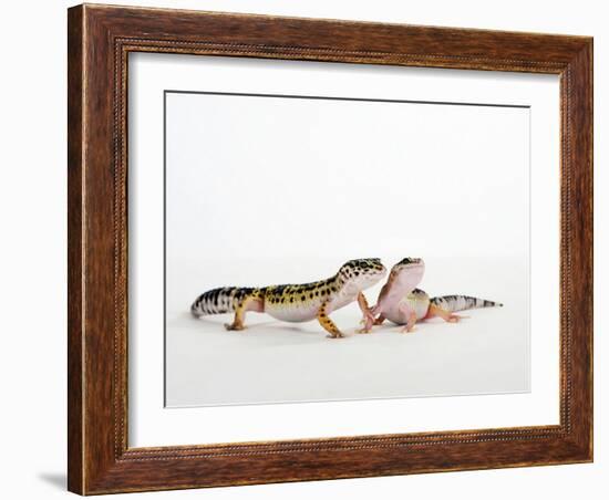 Pair of Leopard Geckos-Petra Wegner-Framed Photographic Print