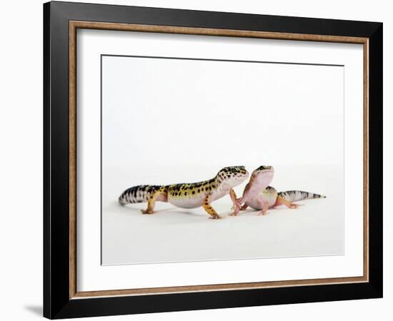 Pair of Leopard Geckos-Petra Wegner-Framed Photographic Print