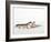 Pair of Leopard Geckos-Petra Wegner-Framed Photographic Print