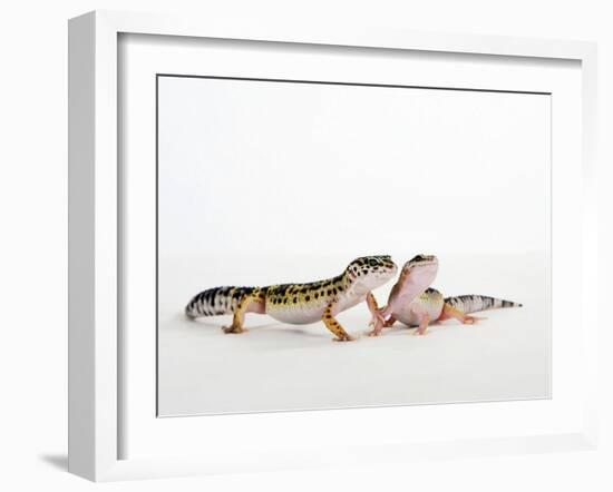 Pair of Leopard Geckos-Petra Wegner-Framed Photographic Print