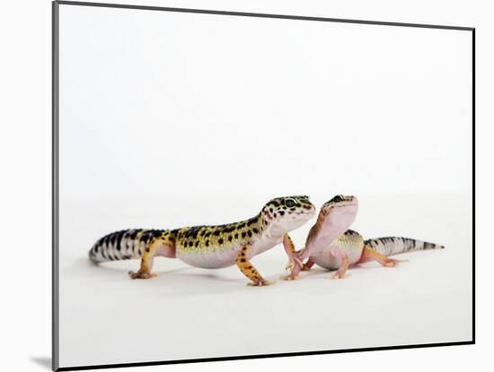 Pair of Leopard Geckos-Petra Wegner-Mounted Photographic Print