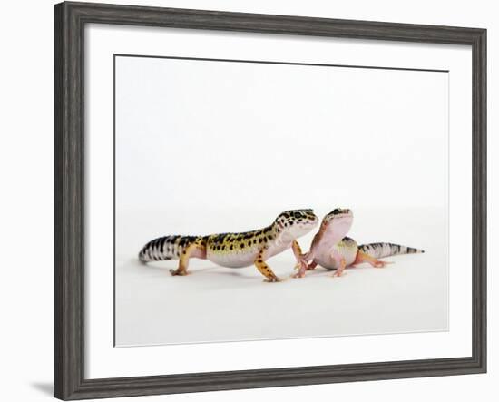 Pair of Leopard Geckos-Petra Wegner-Framed Photographic Print