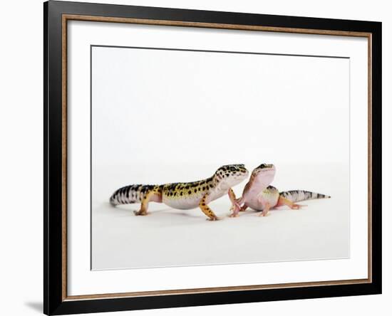 Pair of Leopard Geckos-Petra Wegner-Framed Photographic Print