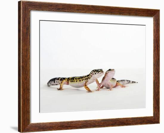 Pair of Leopard Geckos-Petra Wegner-Framed Photographic Print