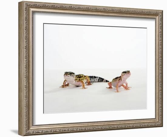 Pair of Leopard Geckos-Petra Wegner-Framed Photographic Print