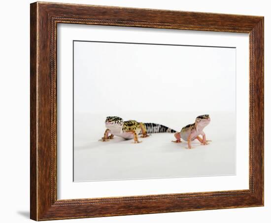 Pair of Leopard Geckos-Petra Wegner-Framed Photographic Print