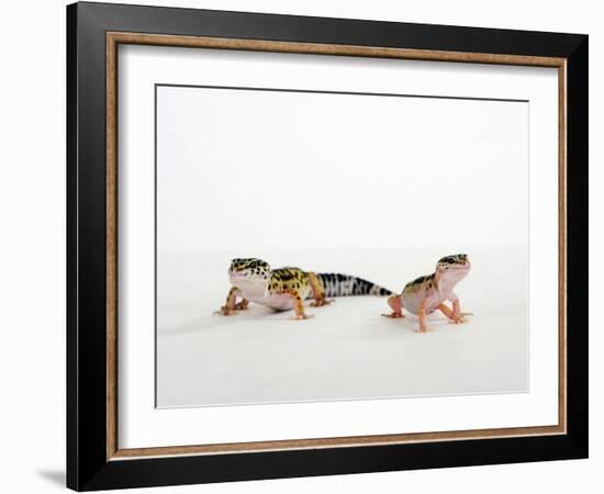 Pair of Leopard Geckos-Petra Wegner-Framed Photographic Print