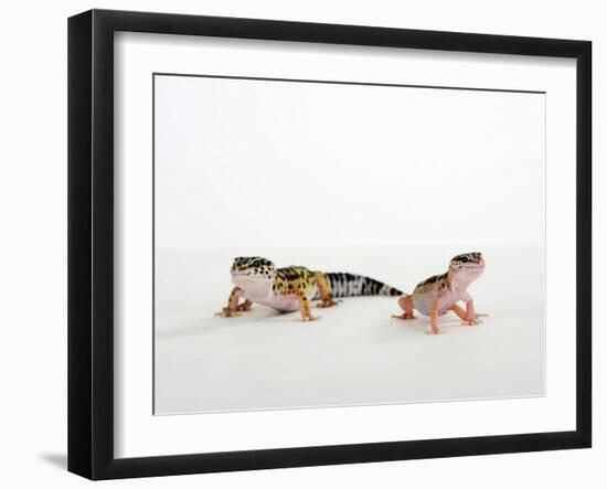 Pair of Leopard Geckos-Petra Wegner-Framed Photographic Print