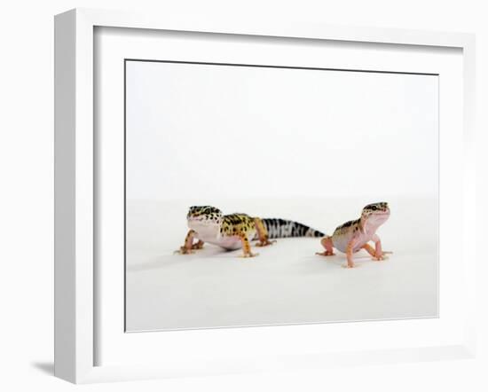 Pair of Leopard Geckos-Petra Wegner-Framed Photographic Print