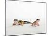 Pair of Leopard Geckos-Petra Wegner-Mounted Photographic Print