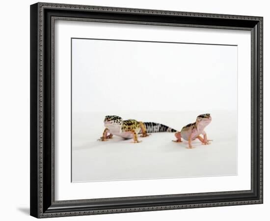 Pair of Leopard Geckos-Petra Wegner-Framed Photographic Print