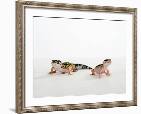 Pair of Leopard Geckos-Petra Wegner-Framed Photographic Print