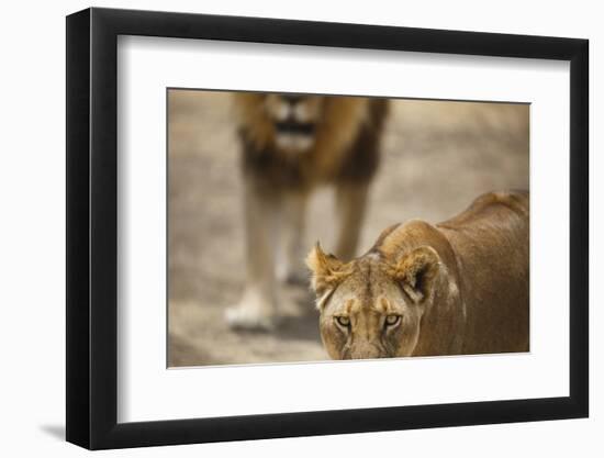 Pair of lions (Panthera leo), Serengeti National Park, Tanzania, East Africa, Africa-Ashley Morgan-Framed Photographic Print