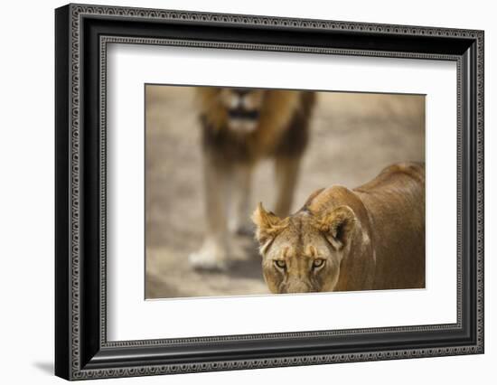 Pair of lions (Panthera leo), Serengeti National Park, Tanzania, East Africa, Africa-Ashley Morgan-Framed Photographic Print