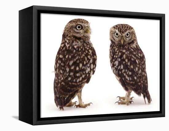 Pair of Little Owls-Jane Burton-Framed Premier Image Canvas