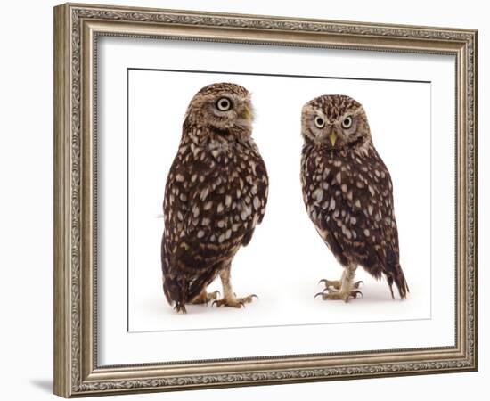 Pair of Little Owls-Jane Burton-Framed Photographic Print