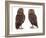 Pair of Little Owls-Jane Burton-Framed Photographic Print