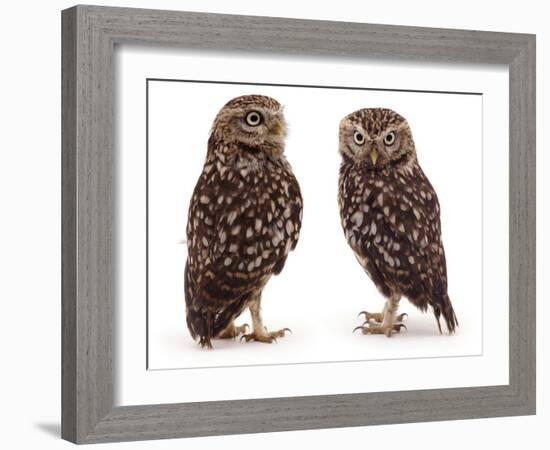 Pair of Little Owls-Jane Burton-Framed Photographic Print