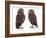 Pair of Little Owls-Jane Burton-Framed Photographic Print