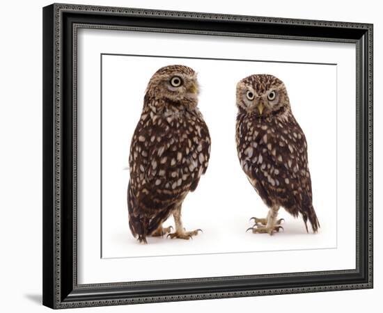 Pair of Little Owls-Jane Burton-Framed Photographic Print