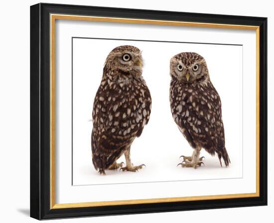 Pair of Little Owls-Jane Burton-Framed Photographic Print